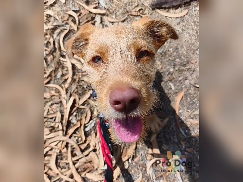 Hundekind Cooper
