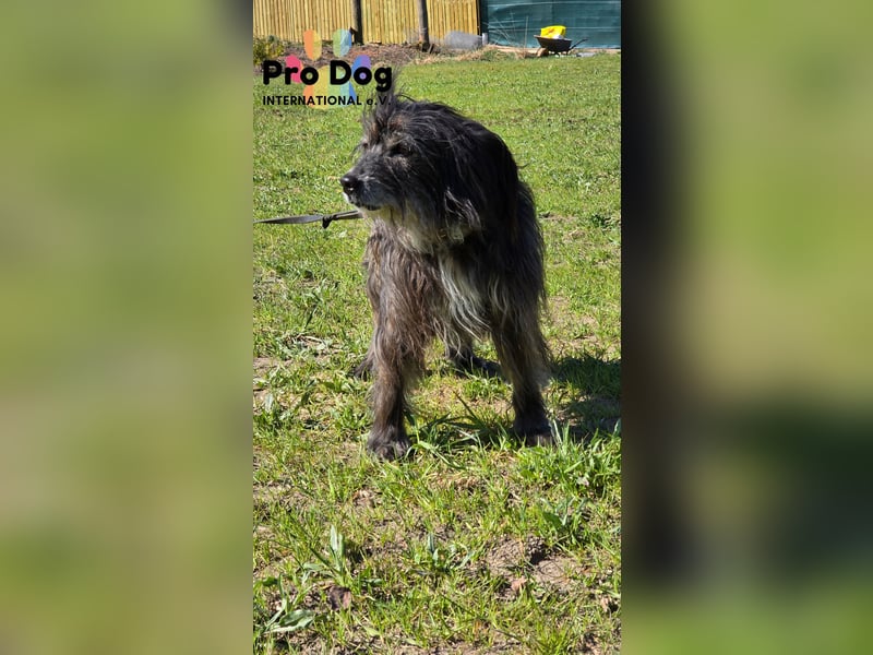 Betty auf Pflegestelle