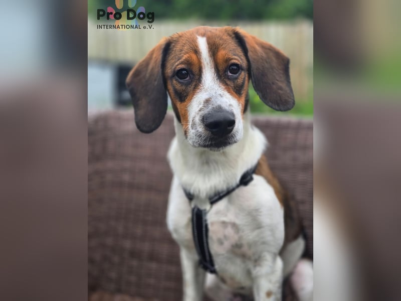 Hundekind Karla auf Pflegestelle