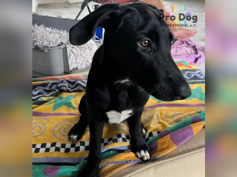 Hundekind Freya