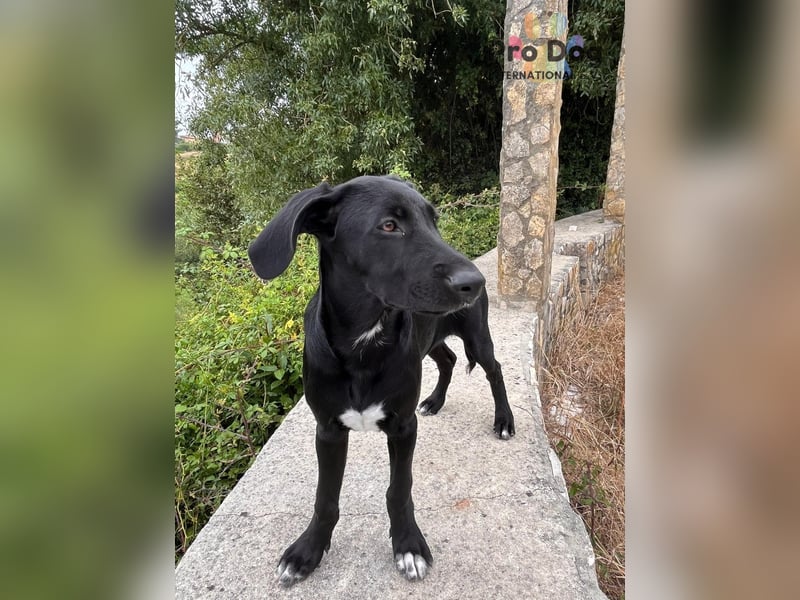 Hundekind Freya