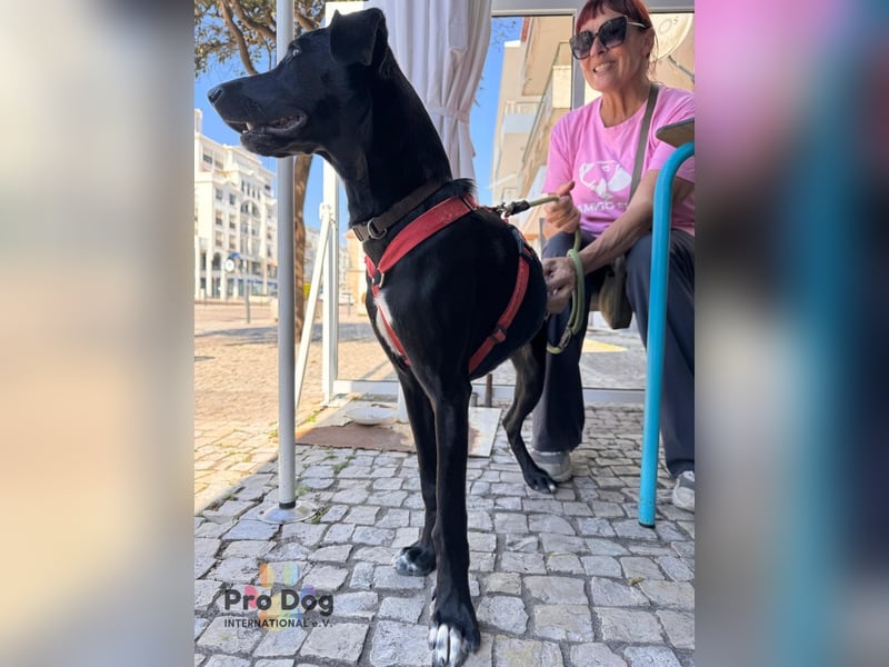 Freya - tolle menschenbezogene Hündin