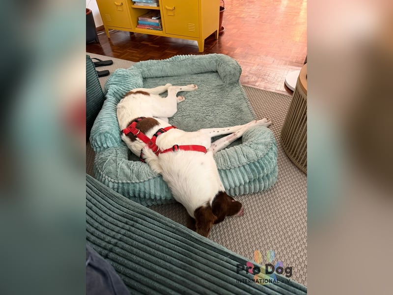 Cleo sucht ihr Glück