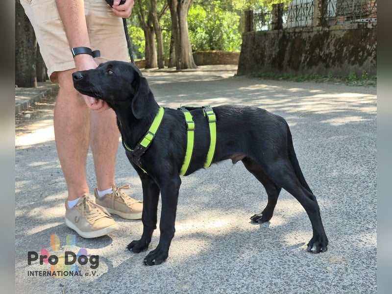 Hundekind Leo sucht seine Familie