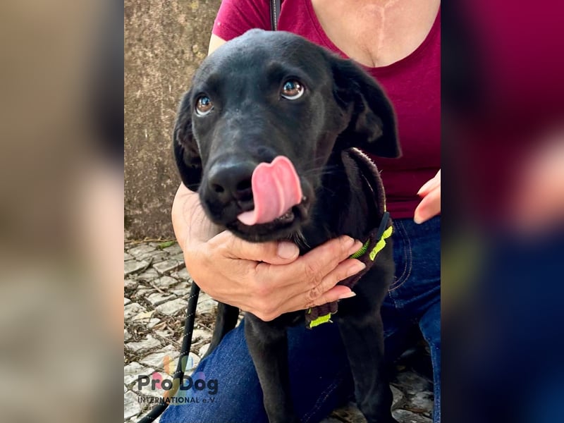 Hundekind Leo sucht seine Familie