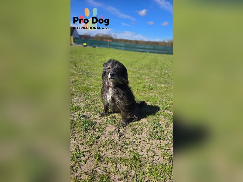 Betty auf Pflegestelle