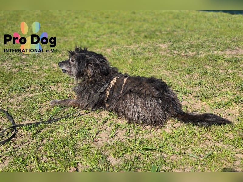 Betty auf Pflegestelle