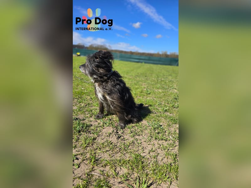 Betty auf Pflegestelle