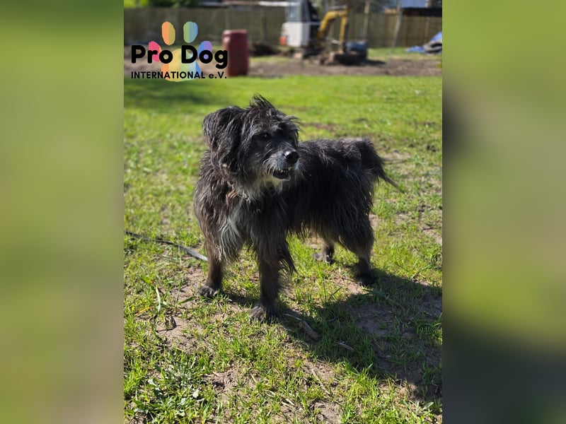 Betty auf Pflegestelle