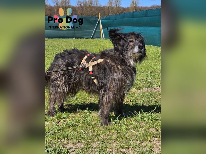 Betty auf Pflegestelle