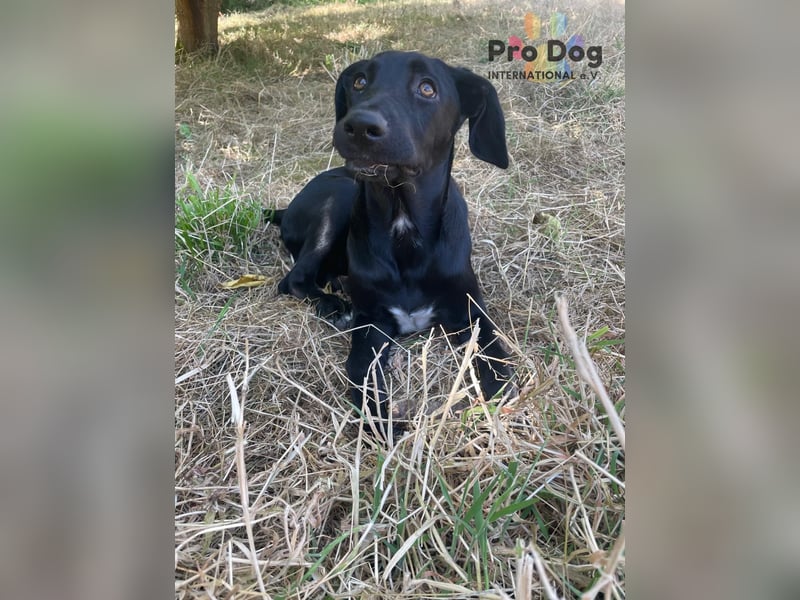 Hundekind Freya