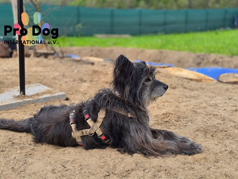 Betty auf Pflegestelle