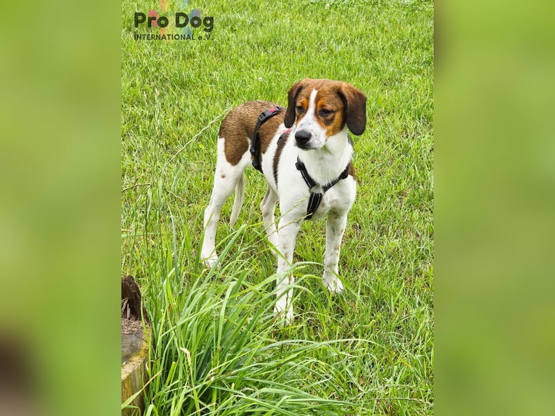 Hundekind Karla auf Pflegestelle