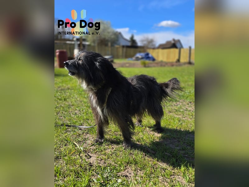 Betty auf Pflegestelle