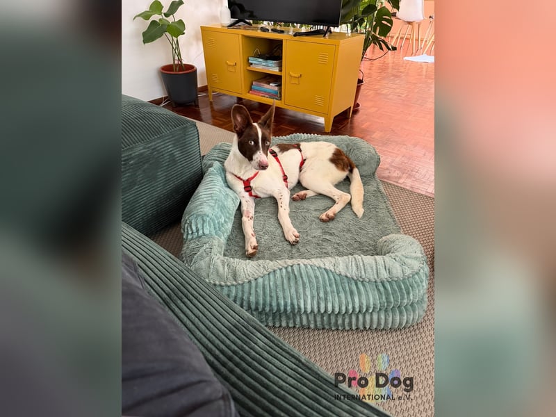 Cleo sucht ihr Glück