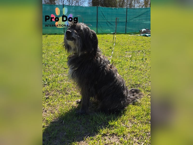 Betty auf Pflegestelle