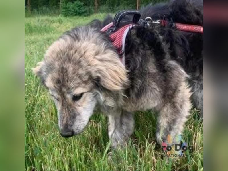Marla in Rumänien