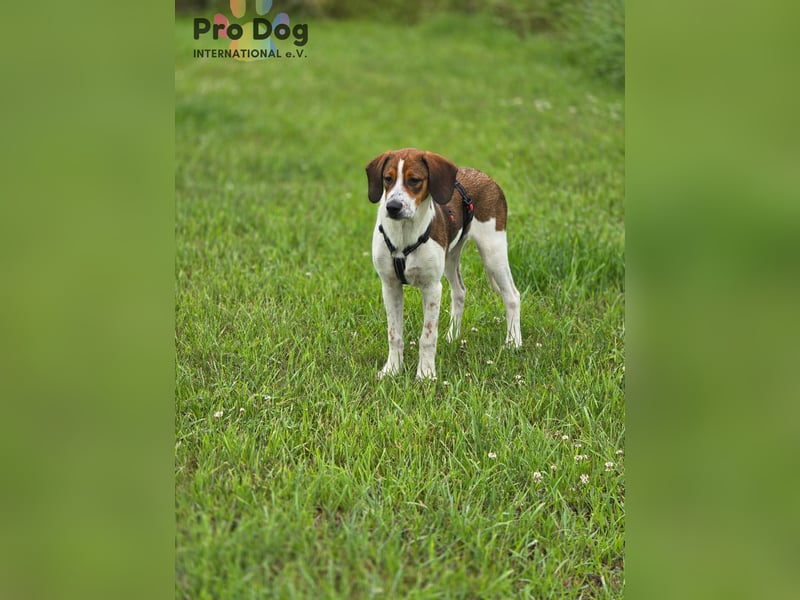 Hundekind Karla auf Pflegestelle