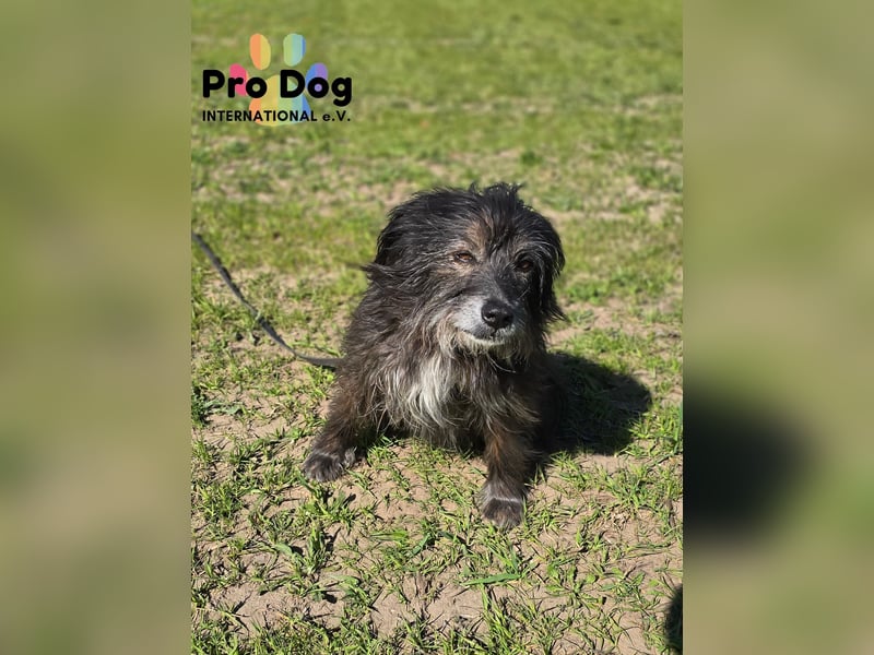 Betty auf Pflegestelle