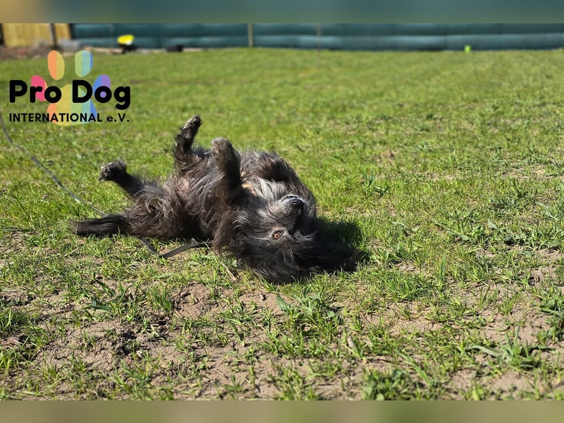Betty auf Pflegestelle