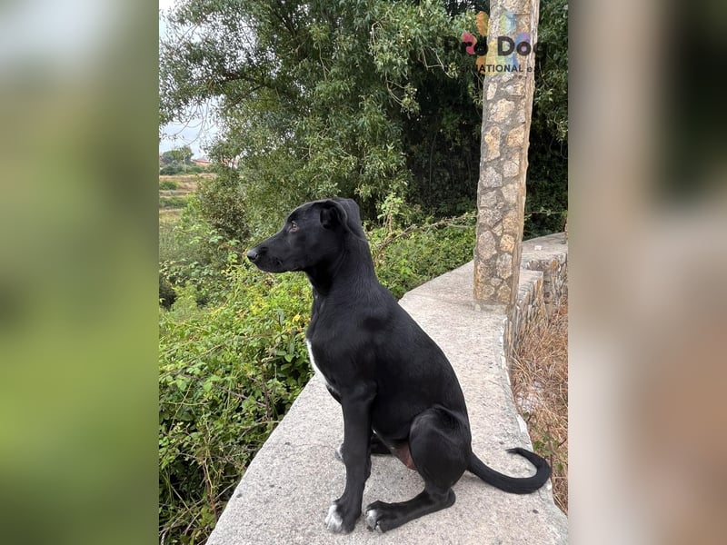 Hundekind Freya