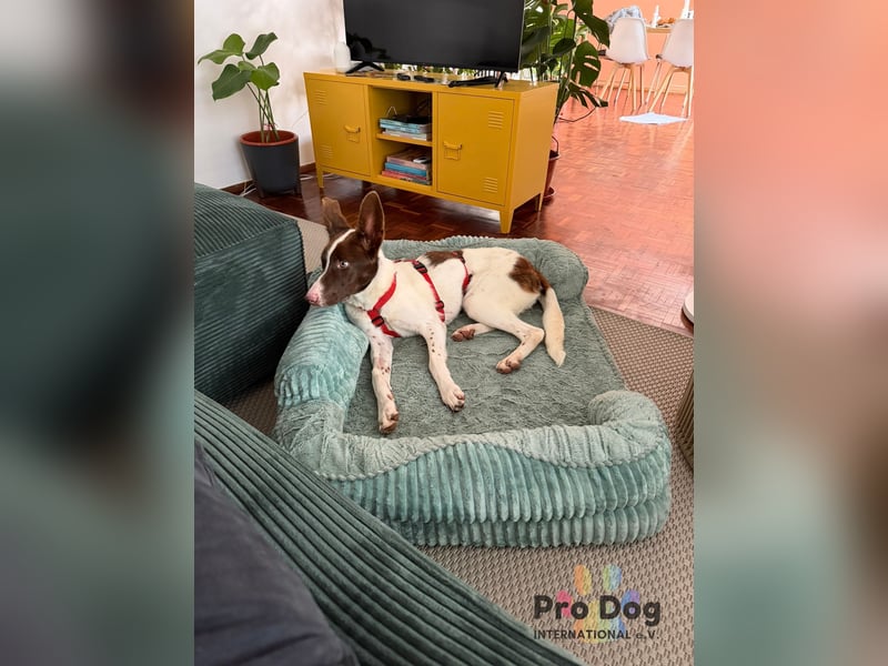 Cleo sucht ihr Glück