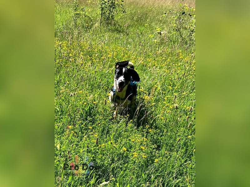 Karlsson ein toller Junghund auf Pflegestelle