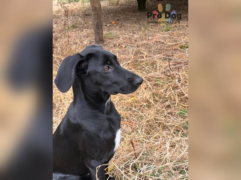Hundekind Freya