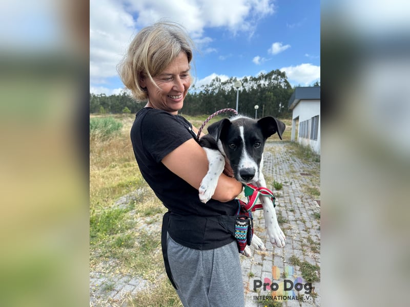 Hundekind Bagder