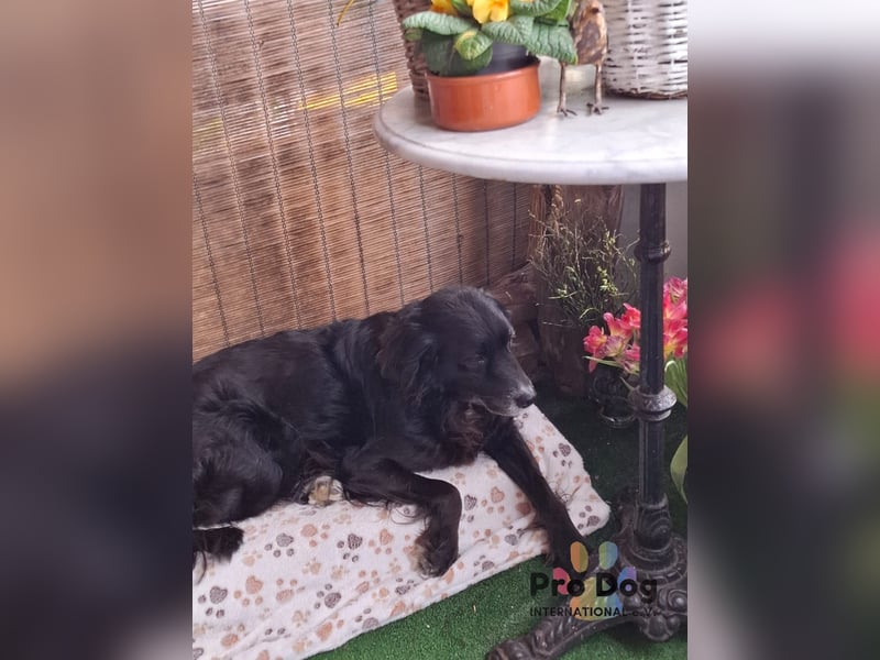 Hundekind Joker auf Pflegestelle