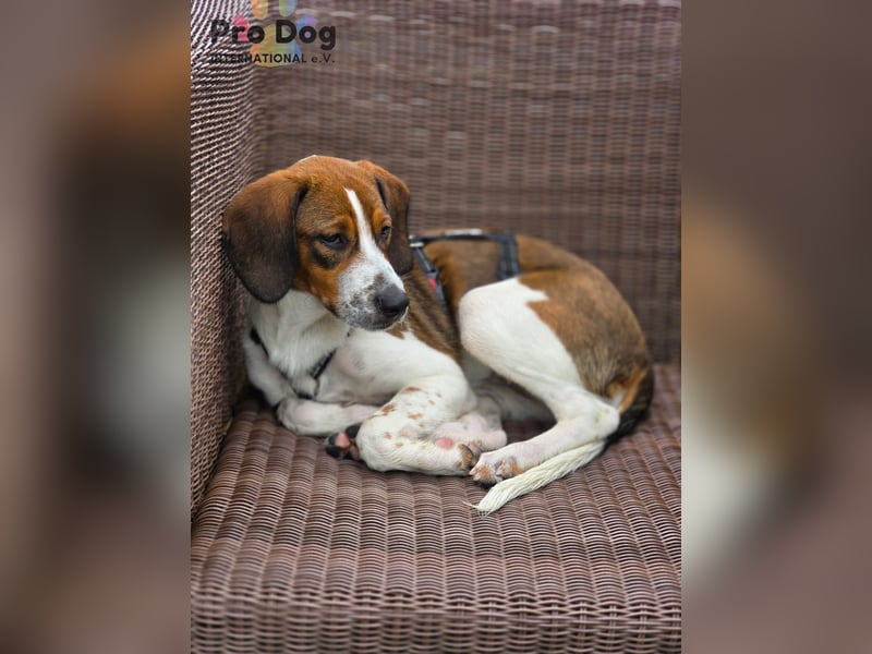 Hundekind Karla auf Pflegestelle