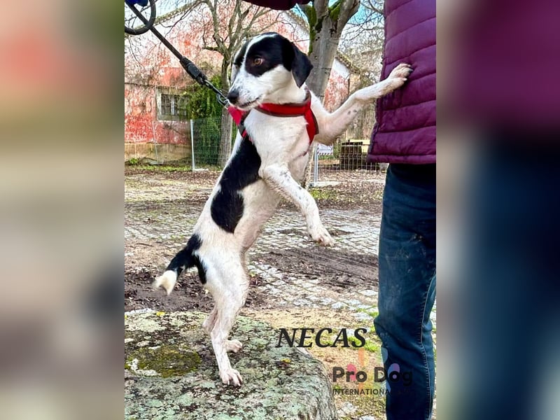 Neca sucht ihr Zuhause