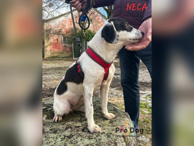 Neca sucht ihr Zuhause