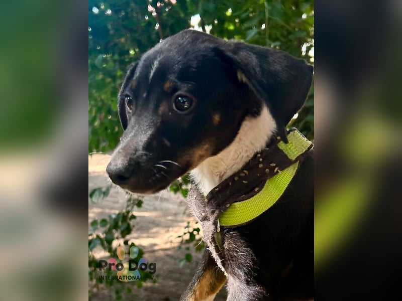 Hundekind Leo sucht seine Familie