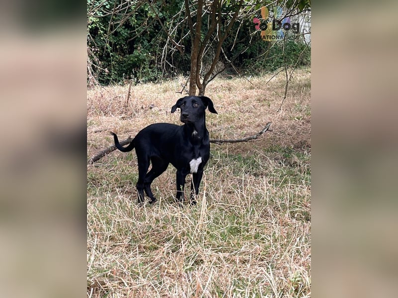 Hundekind Freya