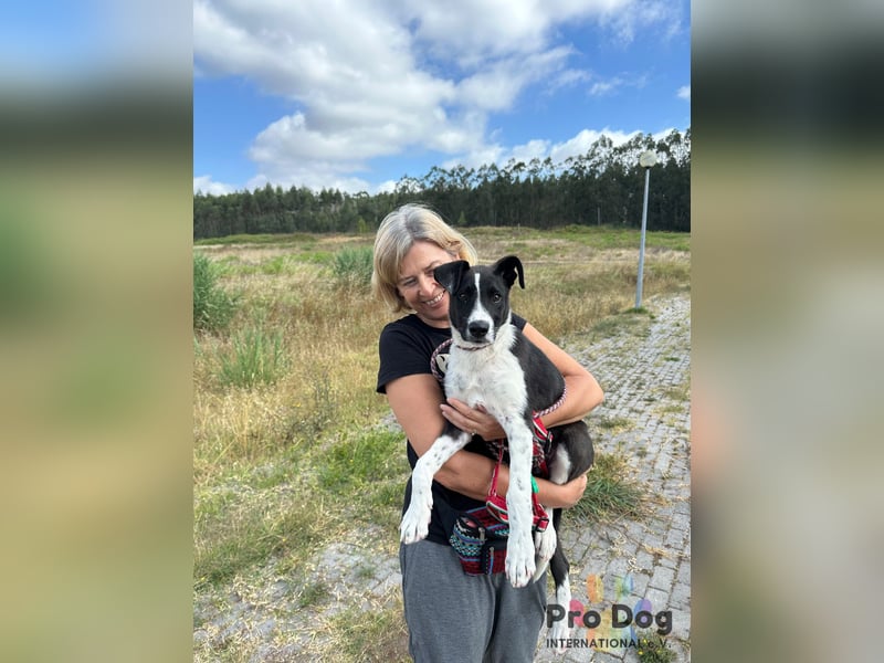 Hundekind Bagder