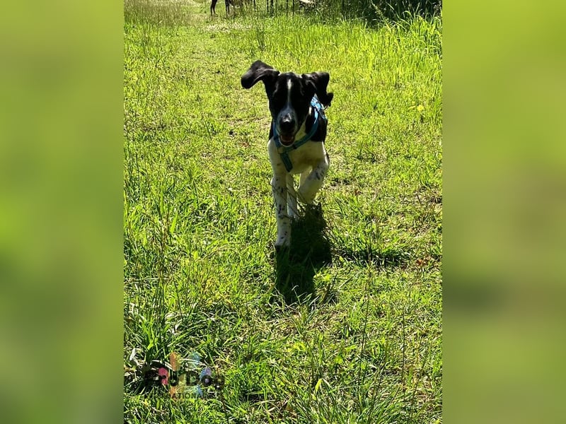 Karlsson ein toller Junghund auf Pflegestelle