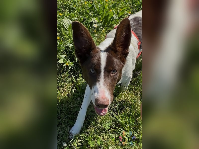 Cleo sucht ihr Glück