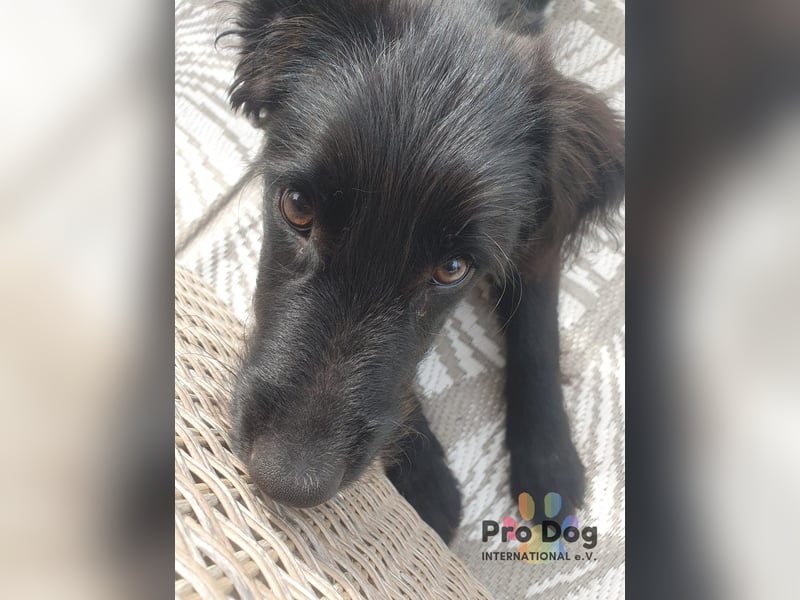 Hundekind Joker auf Pflegestelle