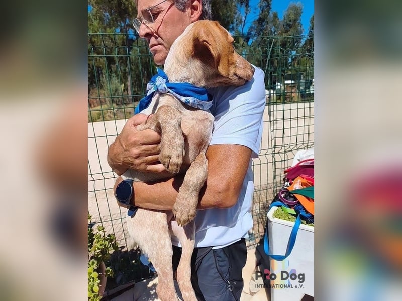 Hundebaby Dusty