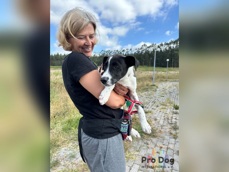 Hundekind Bagder