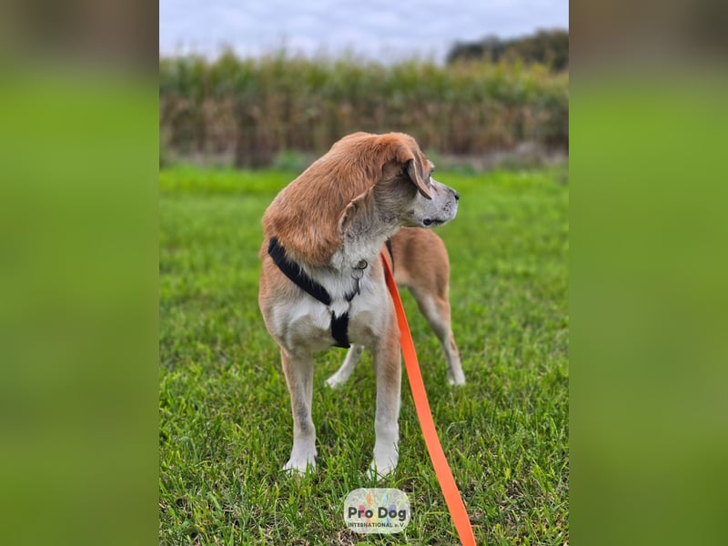 Atreju auf Pflegestelle