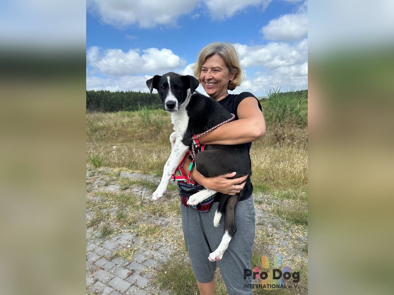 Hundekind Bagder