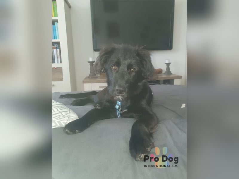 Hundekind Joker auf Pflegestelle