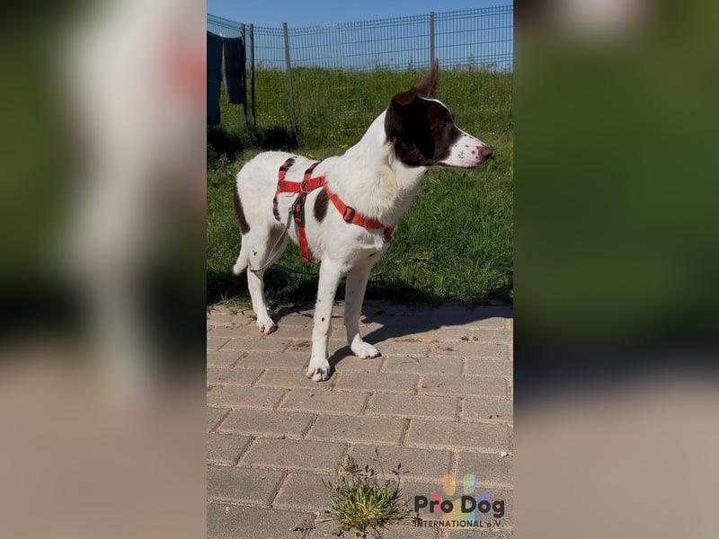 Cleo sucht ihr Glück