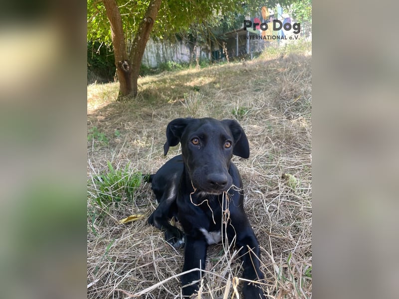Hundekind Freya