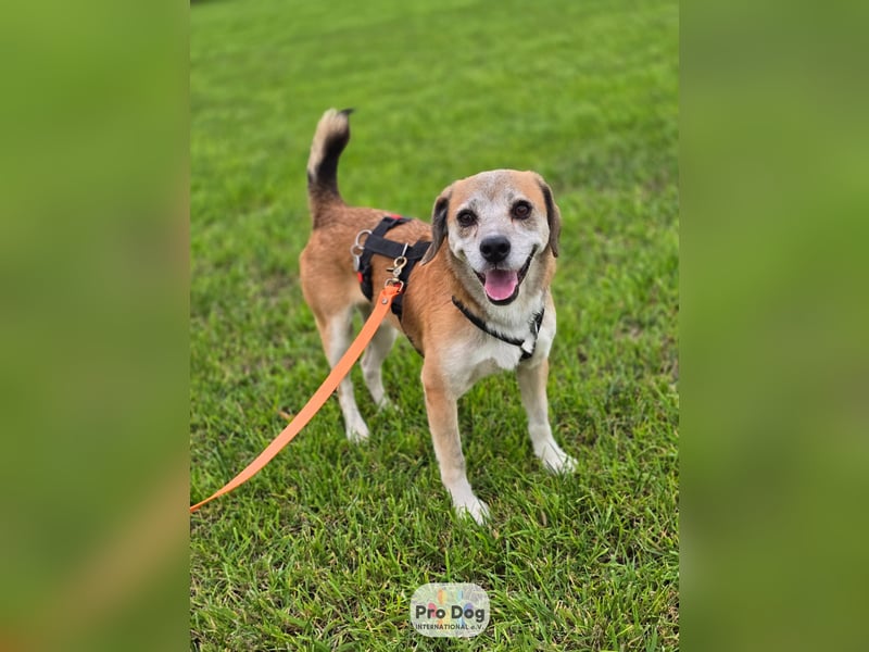 Atreju auf Pflegestelle