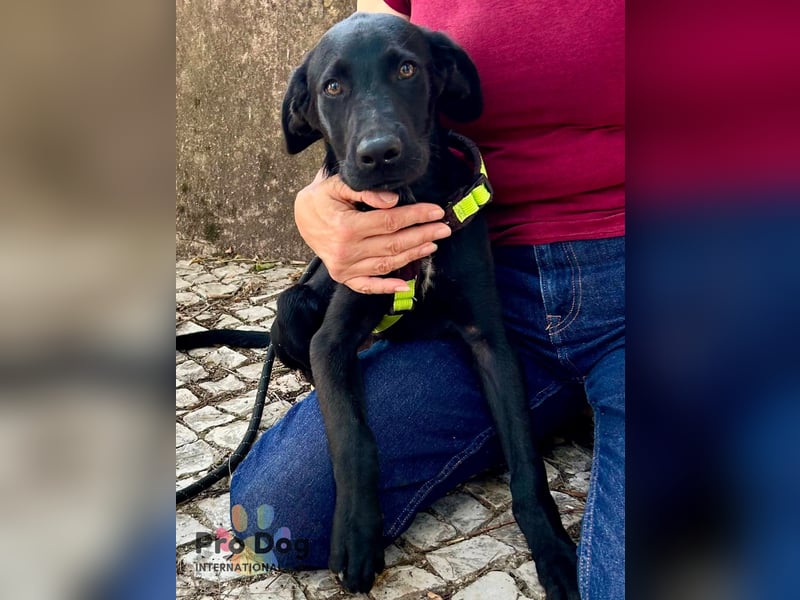 Hundekind Leo sucht seine Familie