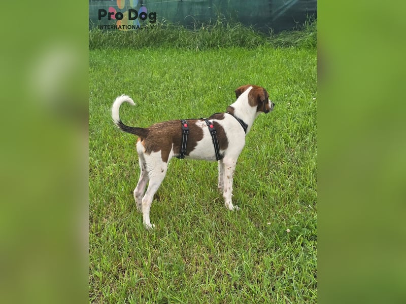 Hundekind Karla auf Pflegestelle