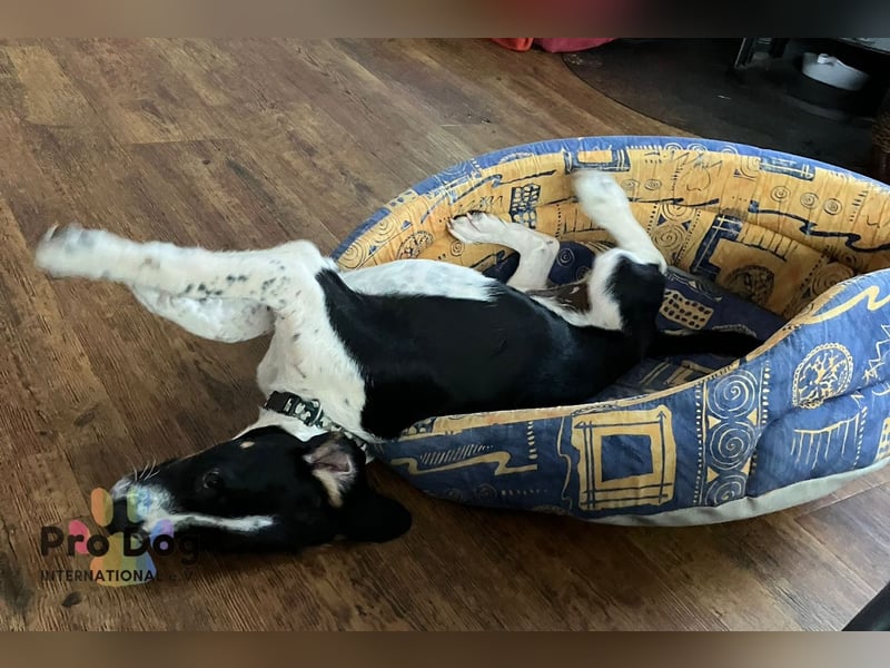 Karlsson ein toller Junghund auf Pflegestelle